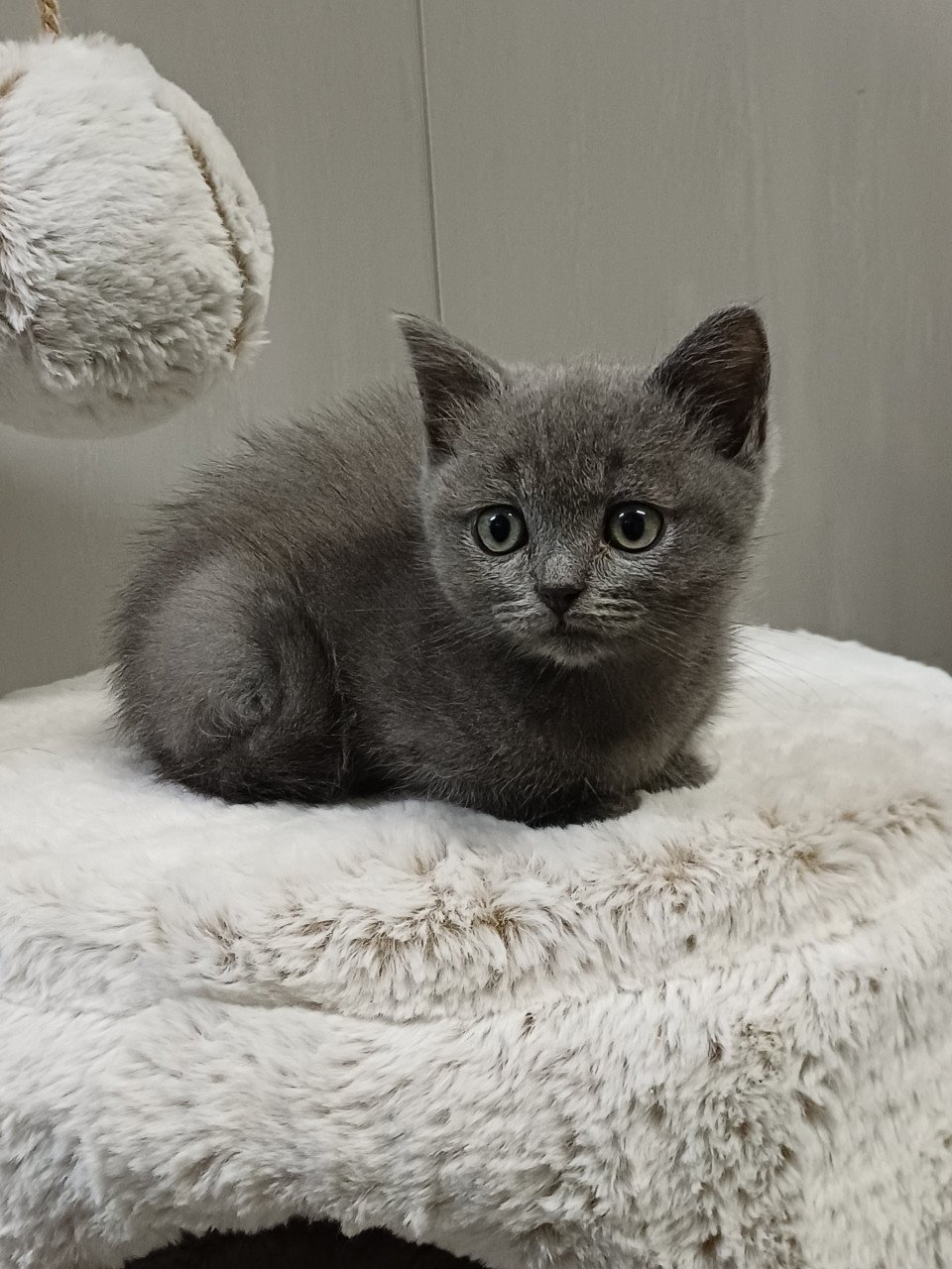 Leuke Brits Korthaar x Ragdoll kittens beschikbaar