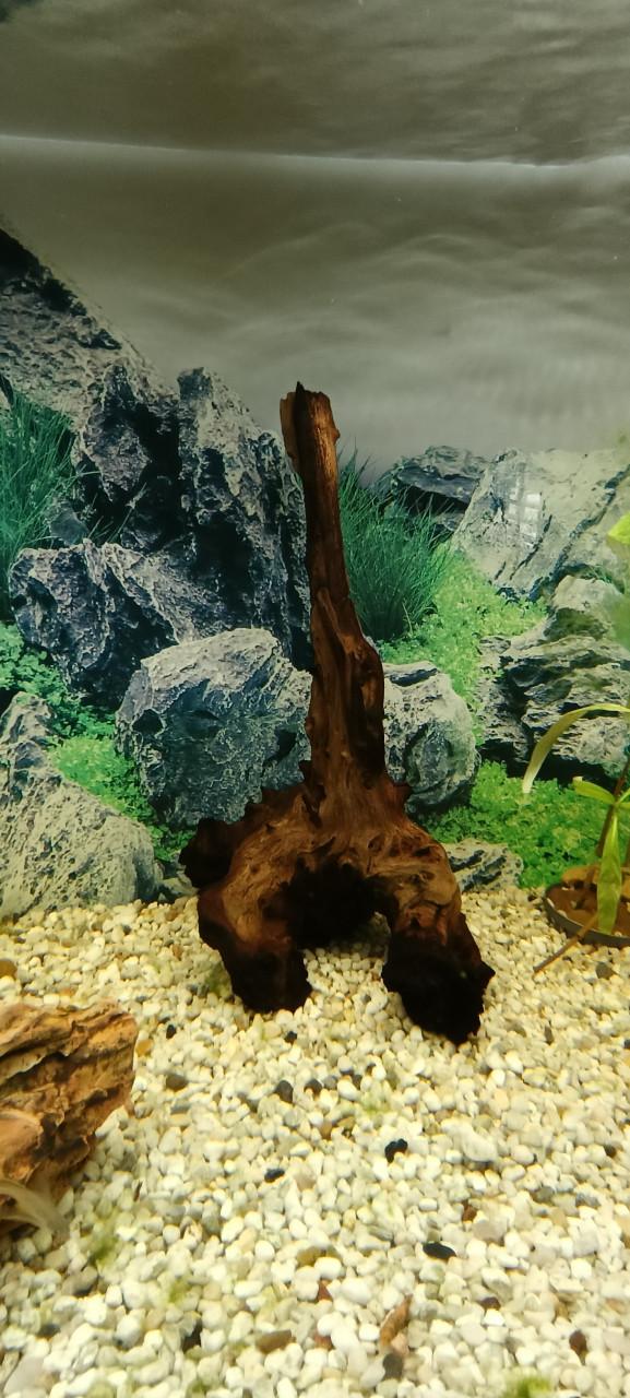 Juwel Rio 180 aquarium
