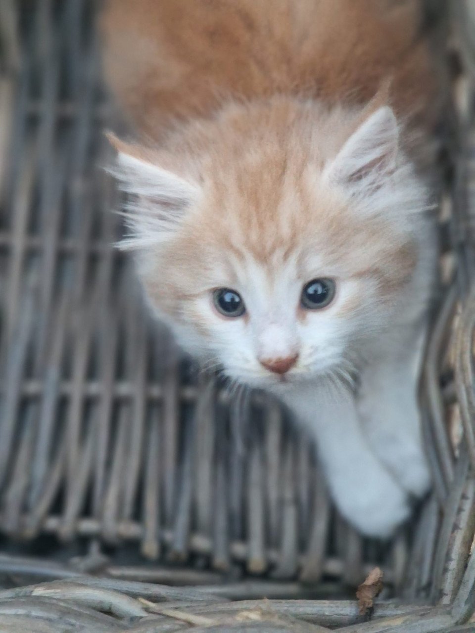 Te koop mooie Maine Coon kittens