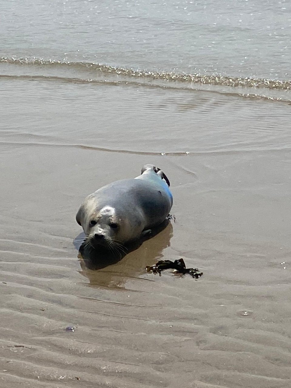 Te huur: ons gezellige strandhuisje nr 131 in Dishoek