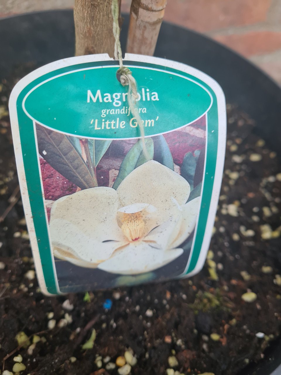 Magnolia Grandiflora 'Little Gem' wintergroen