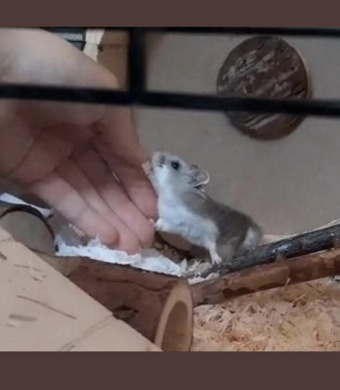Hamster met hok en accessoires