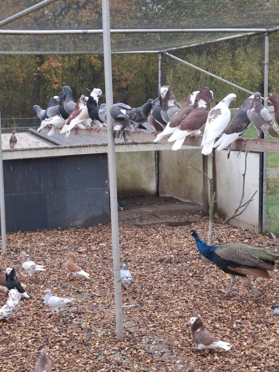 Sierduiven, ruime keuze