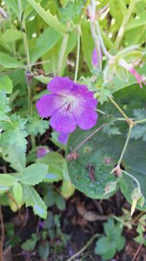 Rosanna geranium