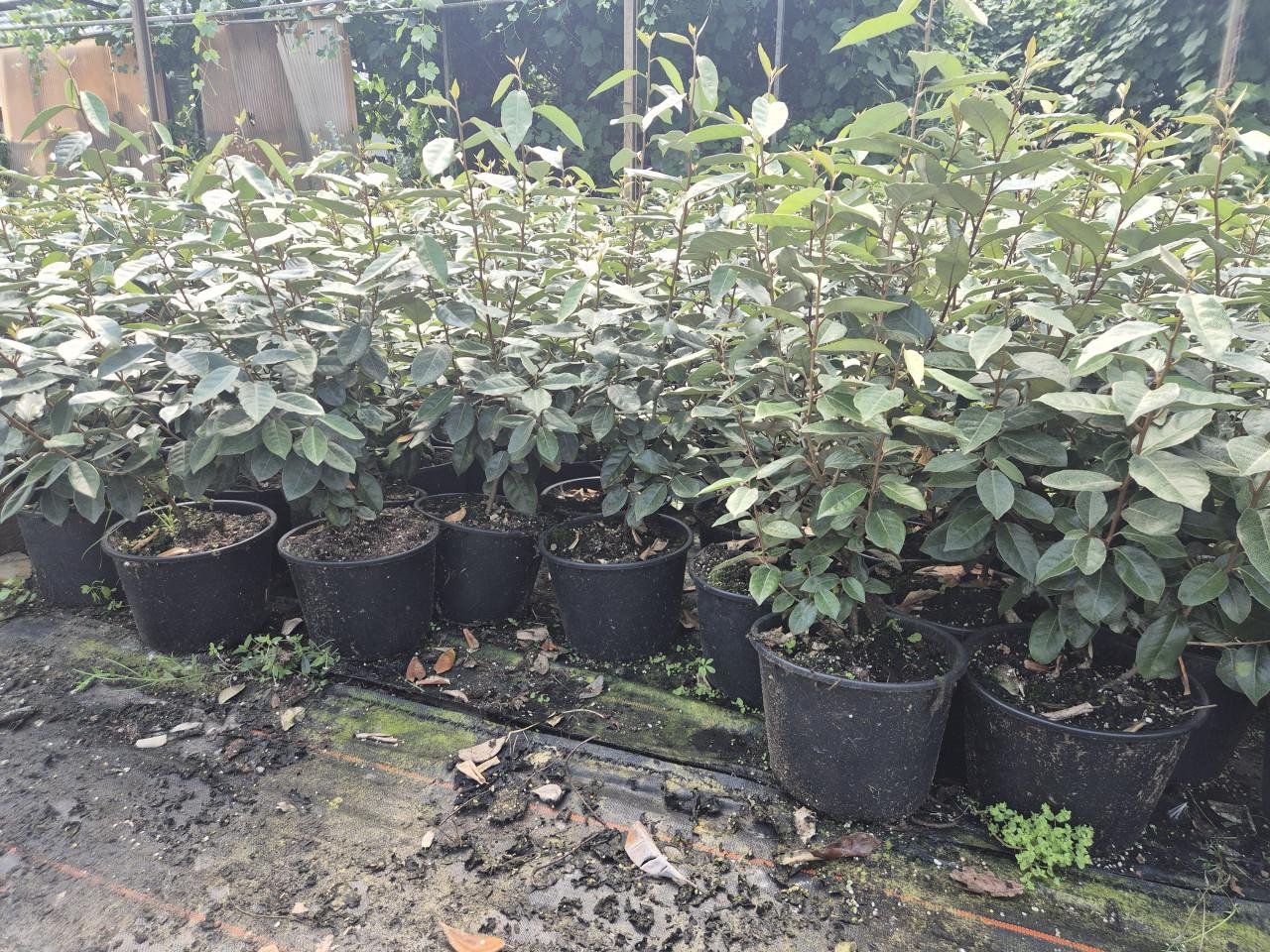 Olijfwilg potgekweekte haagplanten ca. 80 cm hoog
