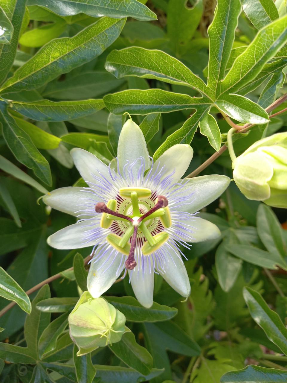 Passieflora