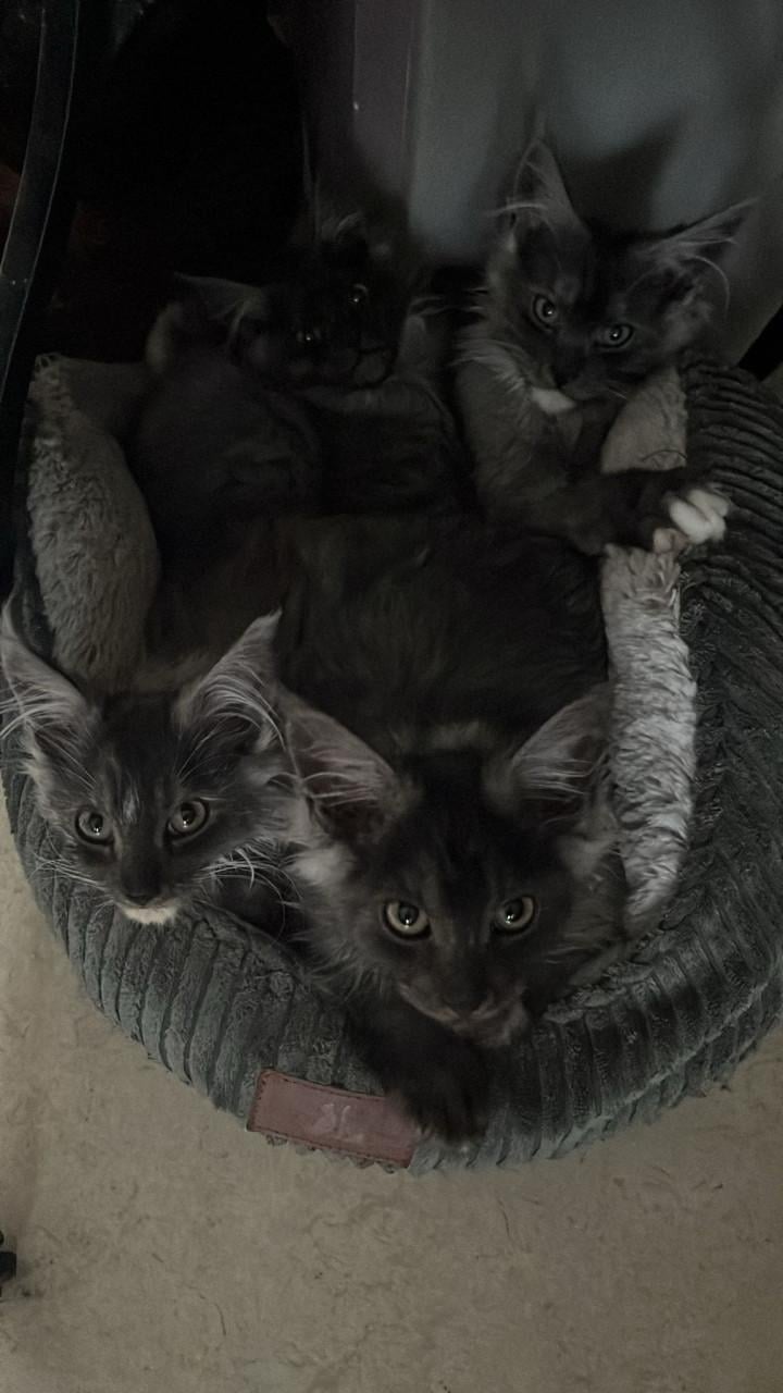 Kittens Ragdoll/Maincoon Maincoon/Maincoon