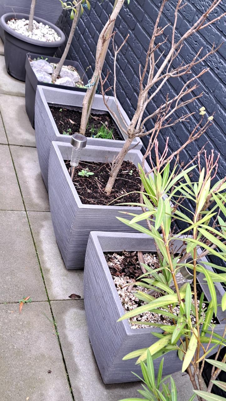 Plantenbakken incl. diverse planten