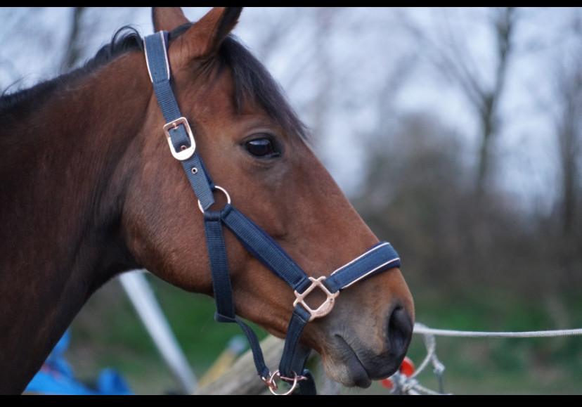 Draagmerrie aangeboden
