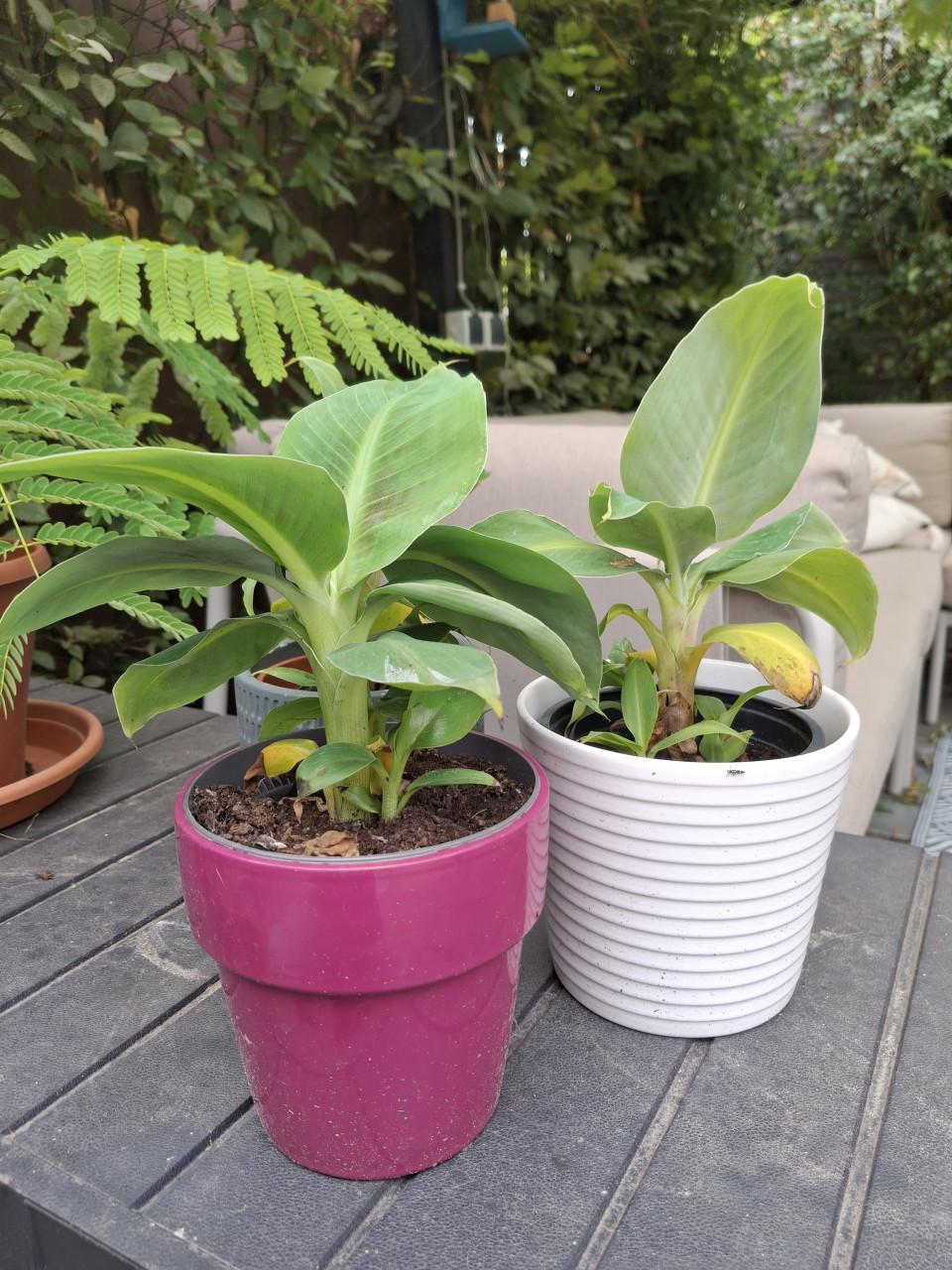 Bananenplant