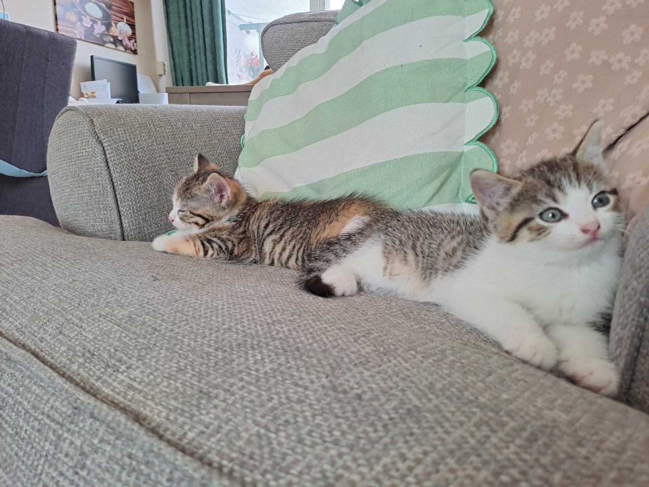 Te koop 2 jonge mooie kittens beide meisjes
