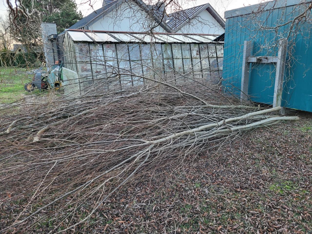 Gratis: wilgentakken 24-1 gesnoeid