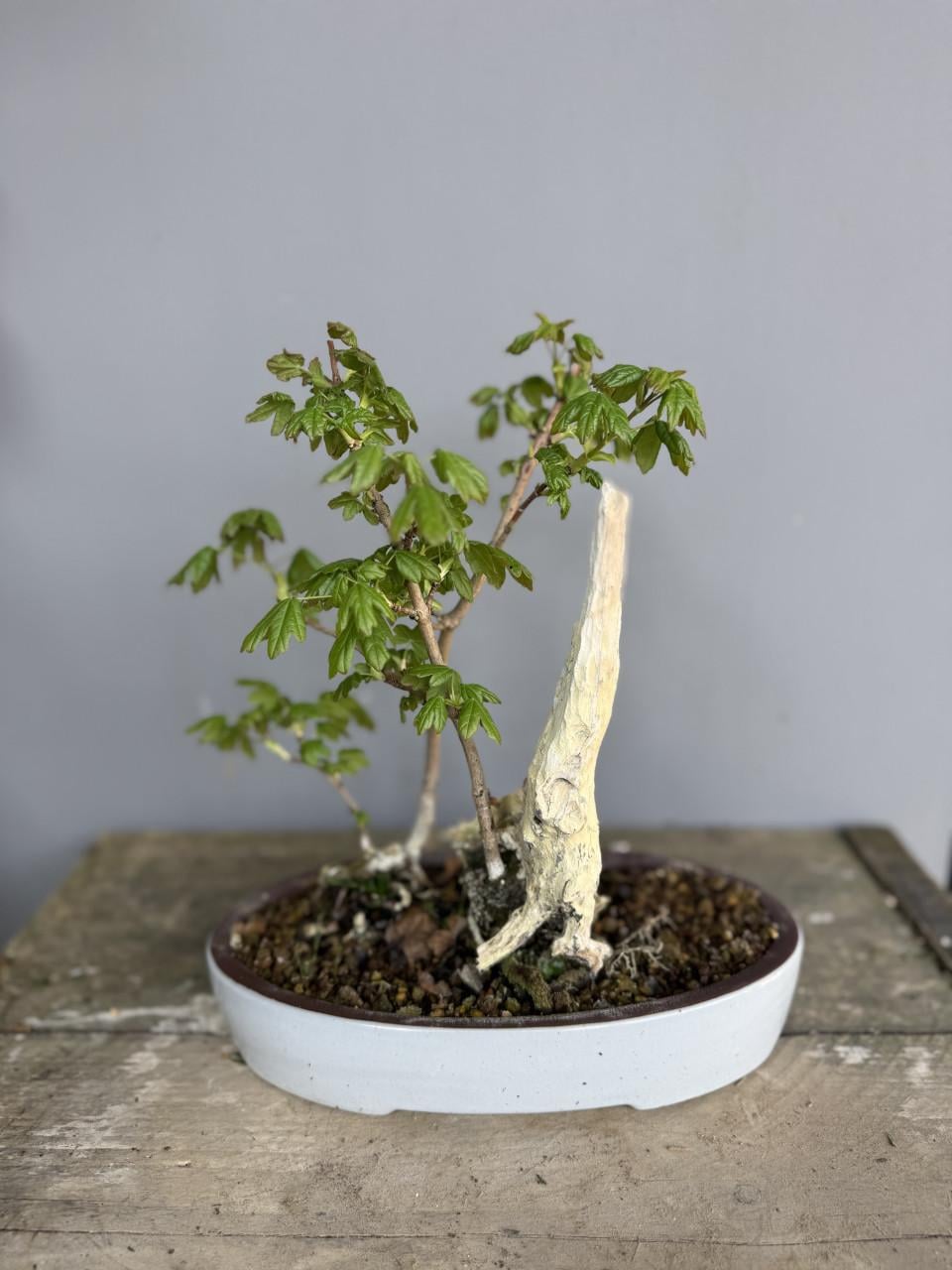 Bonsai acer in tanuki stijl