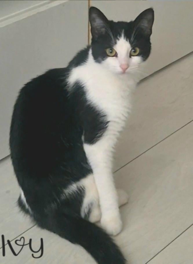 2 kittens zoeken gouden mandje