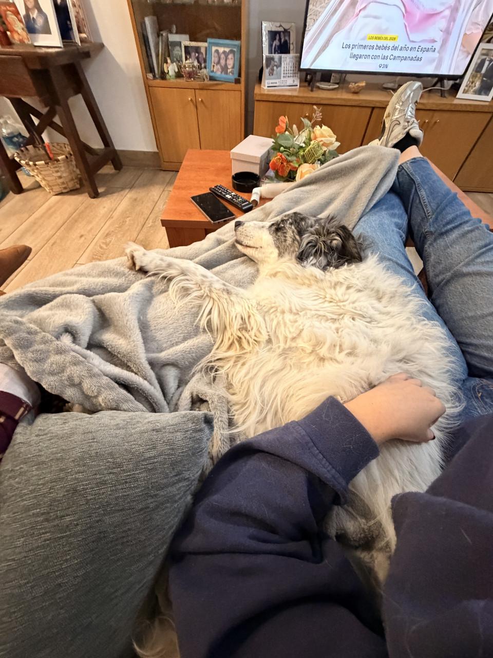 Pet sitter