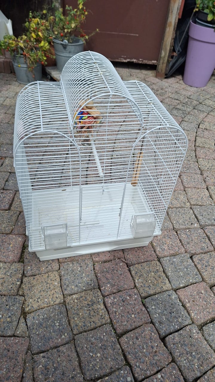 VOGELKOOI