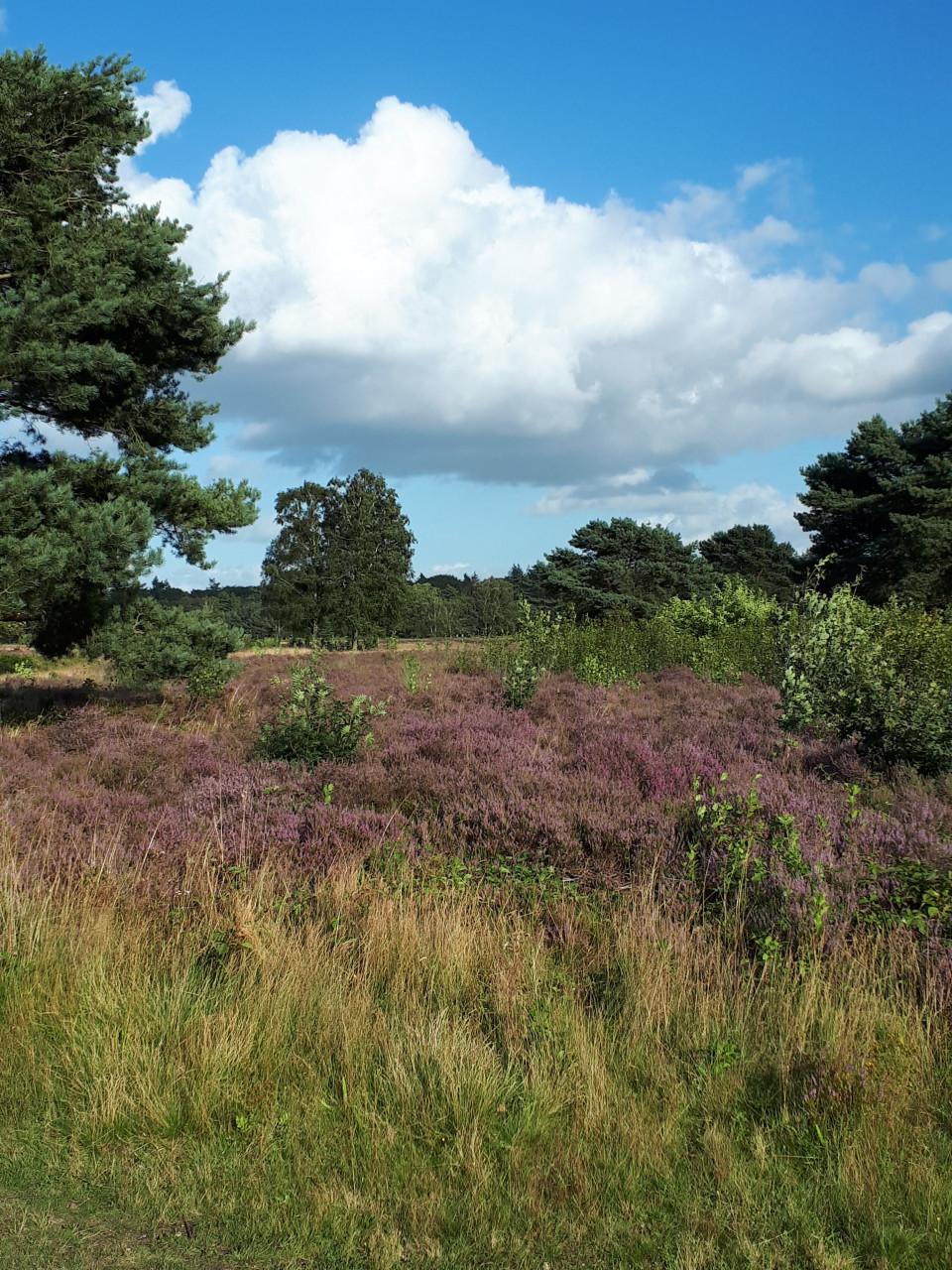 L-vormig chalet te huur in Putten(Veluwe)