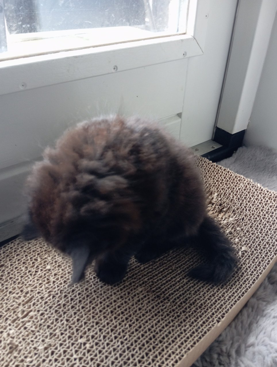 Kitten - mannetje - langharig
