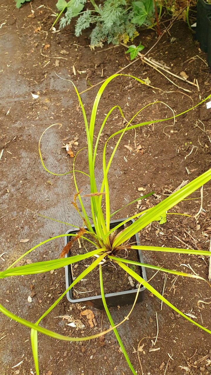 Diverse siergrassen en planten