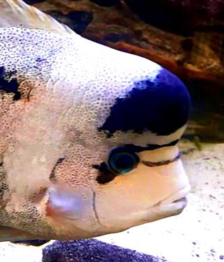 Aquariumvissen zilverwitte