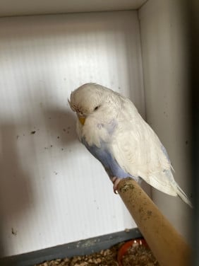 Jonge Engelse grasparkieten