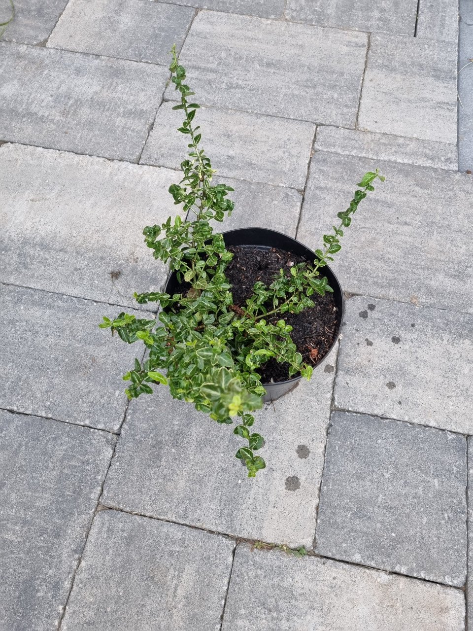 Euonymus