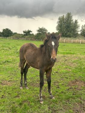 New Forest Merrieveulen