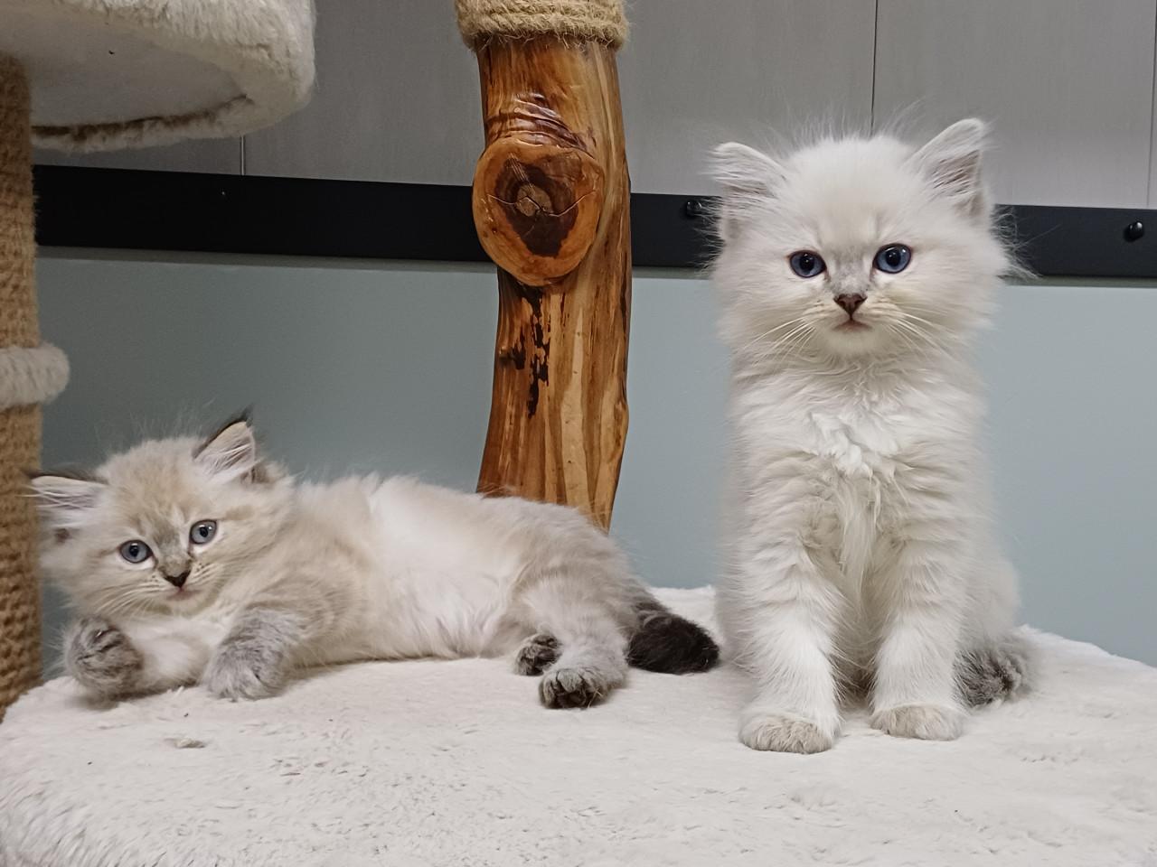 2 prachtige Ragdoll kittens beschikbaar (2 poesjes)