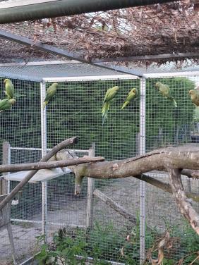 Groene halsbandparkieten