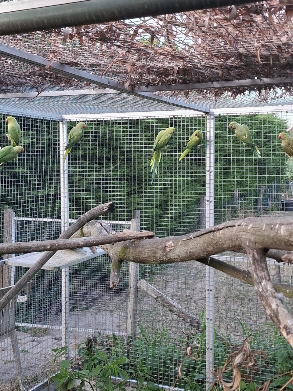 Groene halsbandparkieten