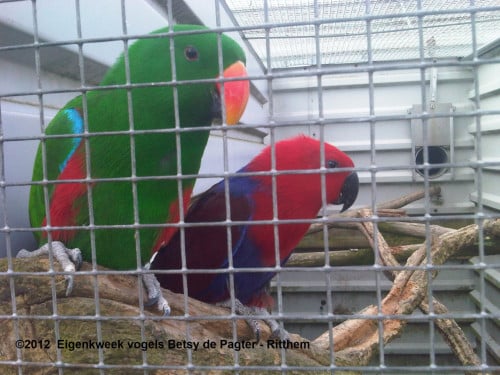 Papegaaien, aangeboden handtam en natuur kweek vogels