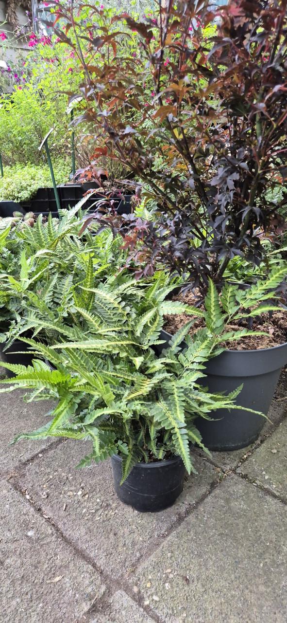 Tuinplanten assortiment bio