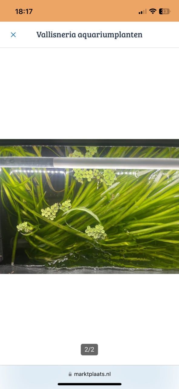Vallisneria aquariumplant