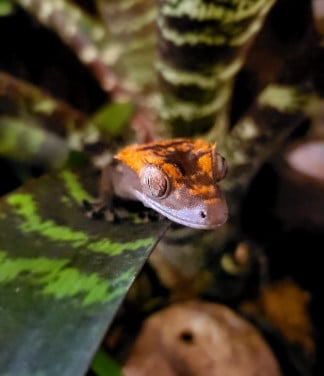 Wimpergekko