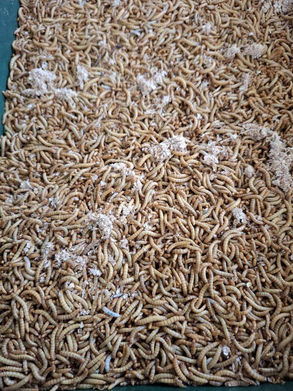 Er zijn weer vers geleverde levende meelwormen en buffalo