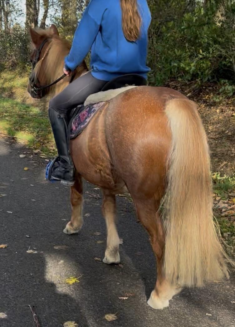 Waanzinnig brave kinderpony