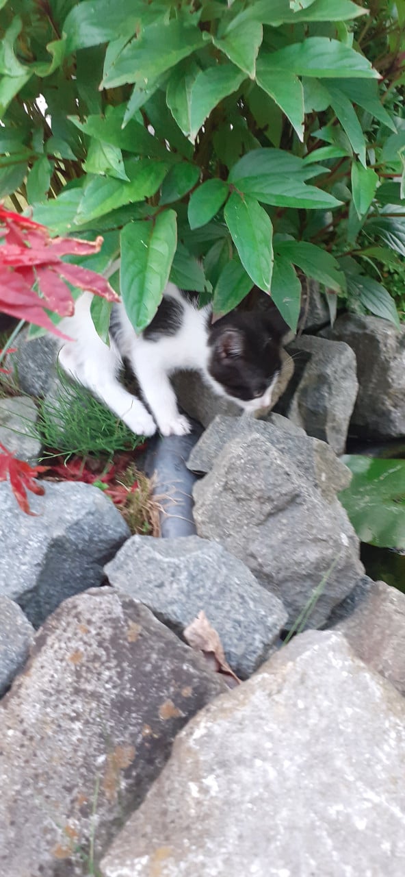 Super lief, speels en aanhankelijke kitten😻