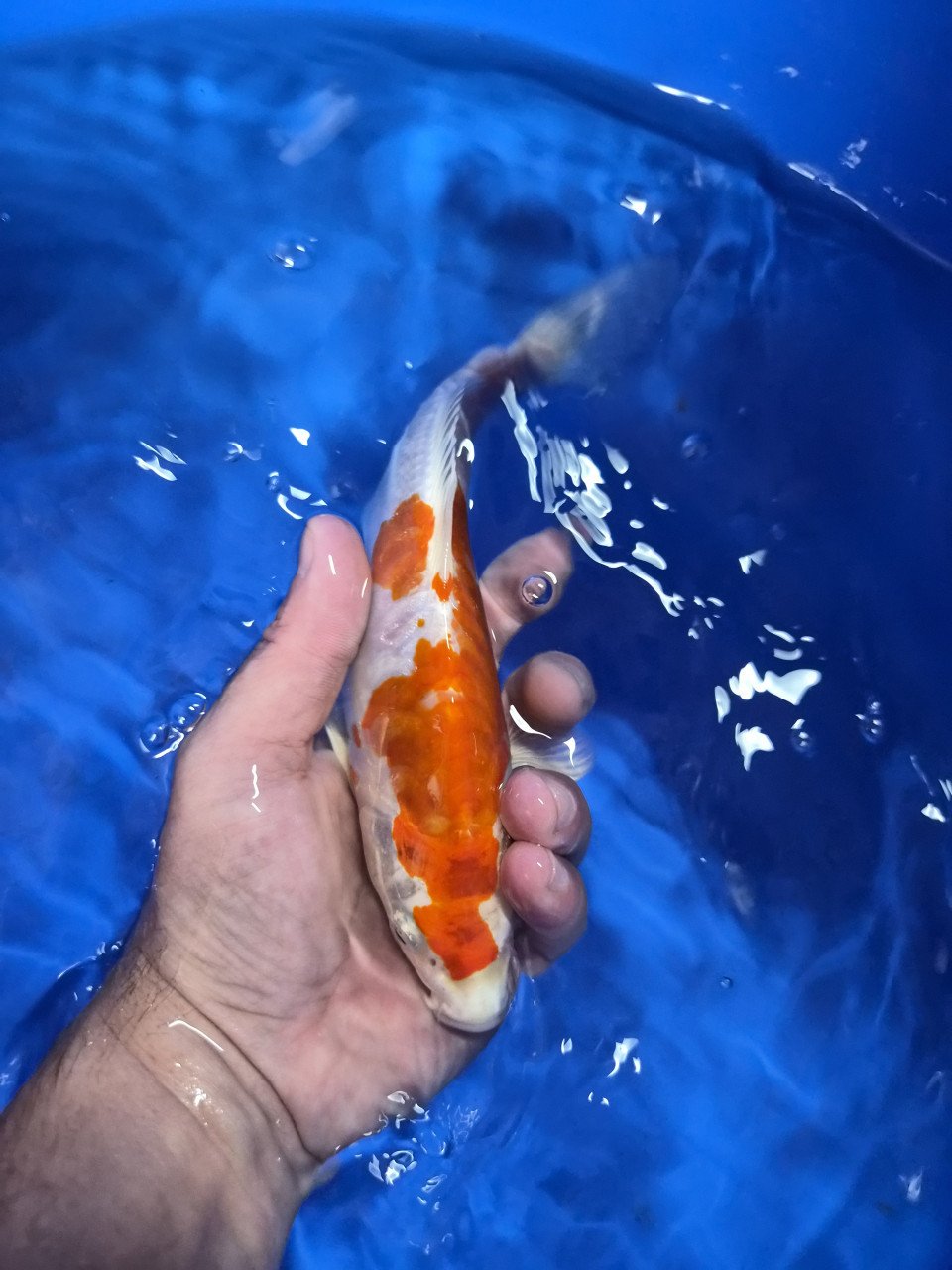 Diverse koi