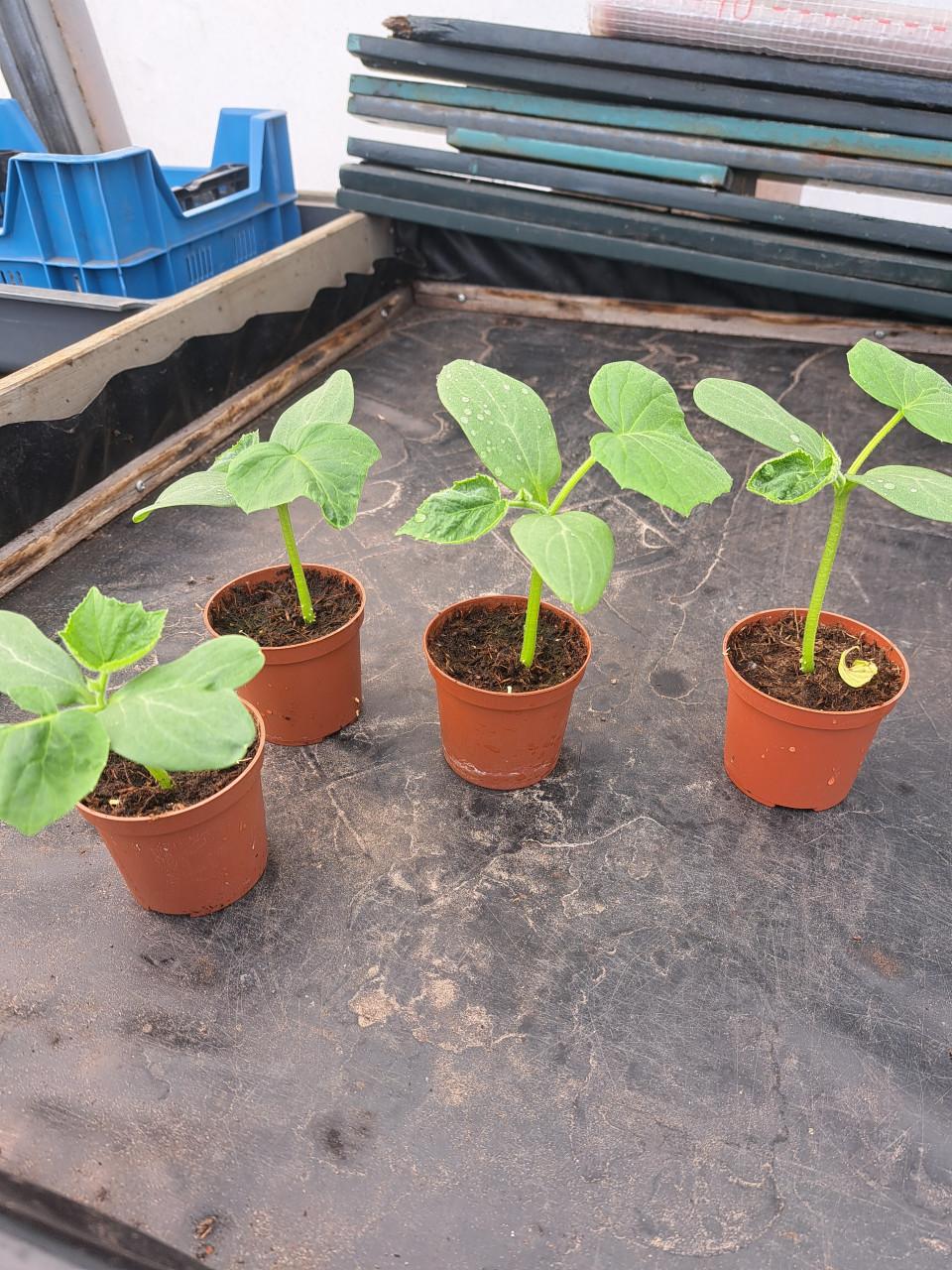 Snack komkommer planten