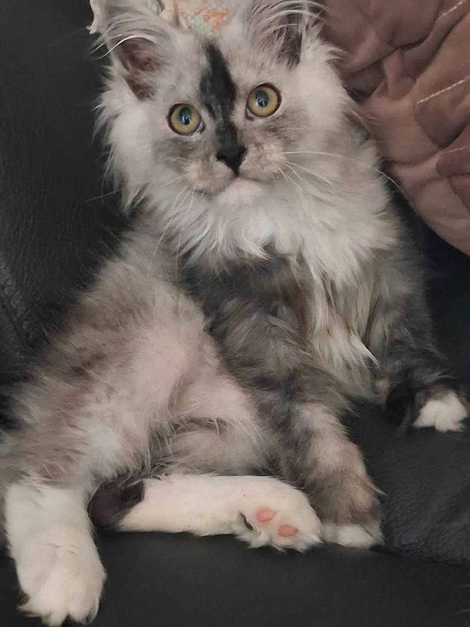 Kittens Maincoons