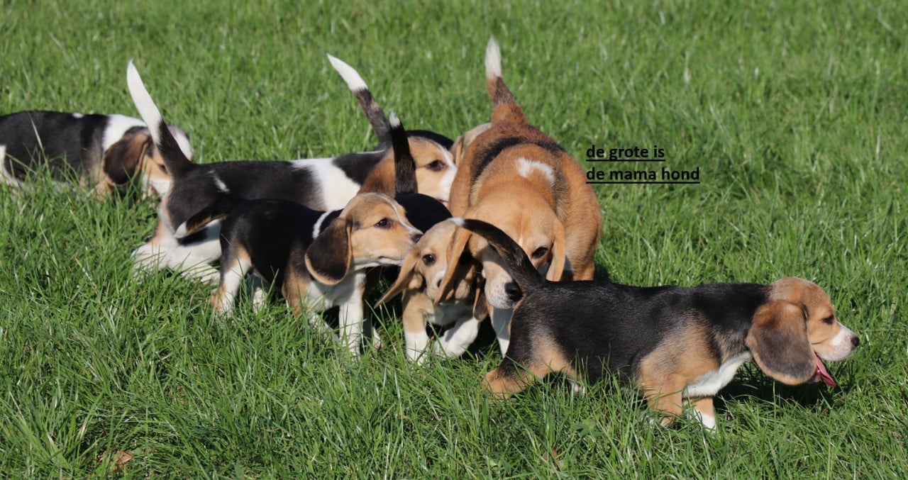 Beagle pups