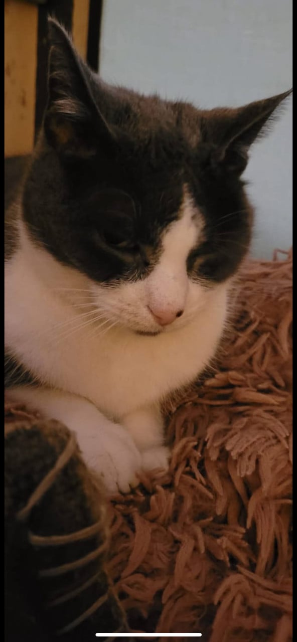 Katten/hond