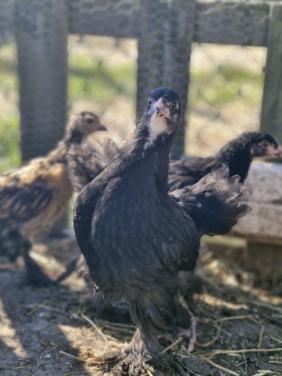 2  zwarte brahma dames mogen verhuizen