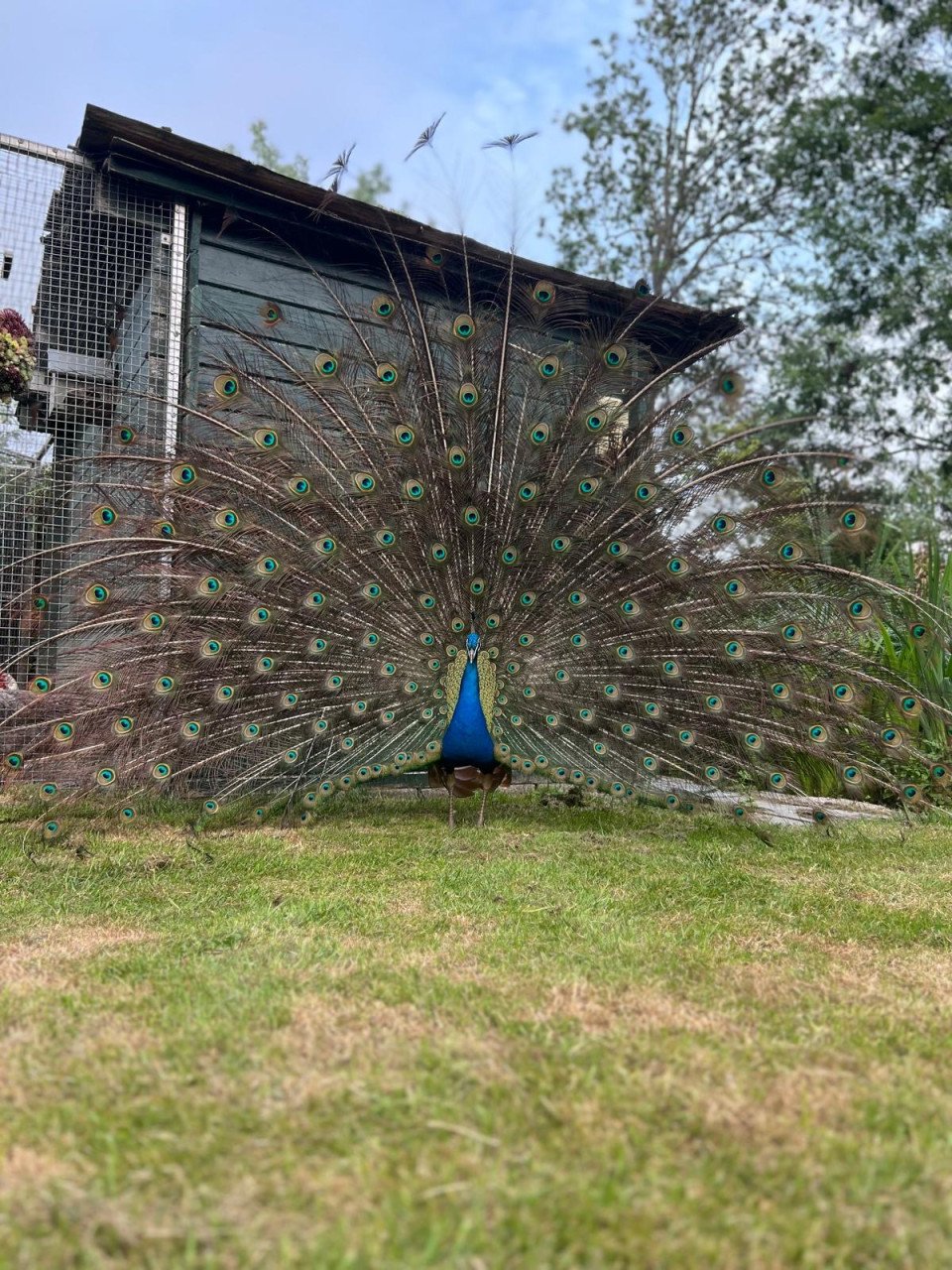 Jonge blauwe pauwen