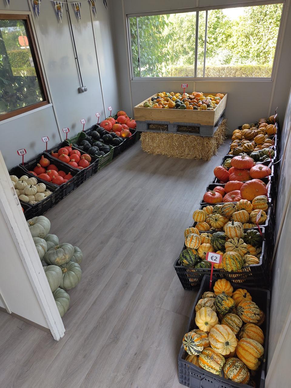 Pompoenen en kalebassen