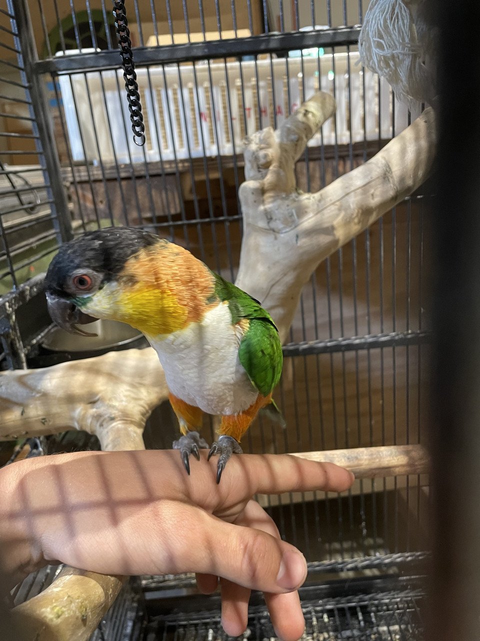 Koppel tamme zwartkopcaique’s
