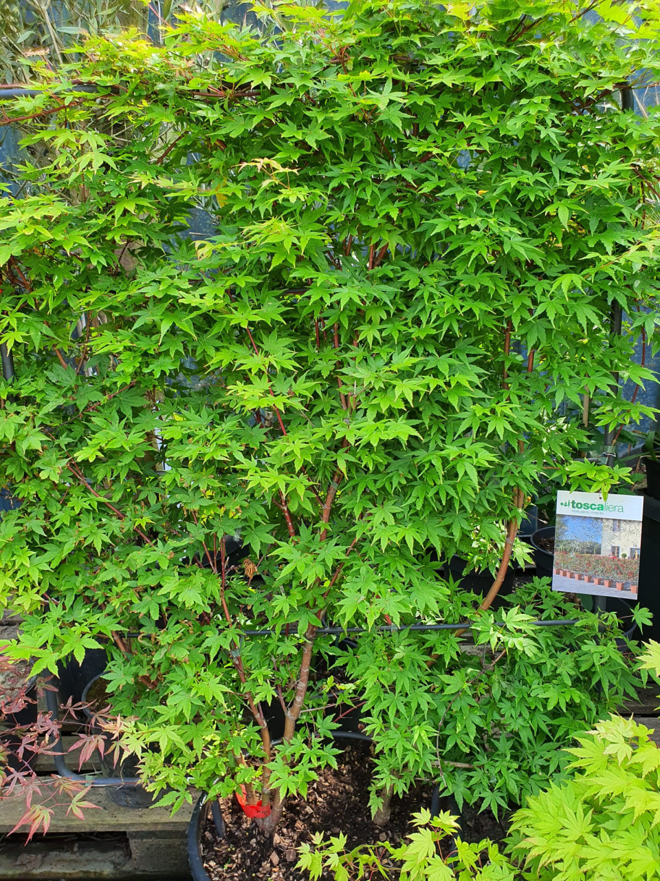 Acers