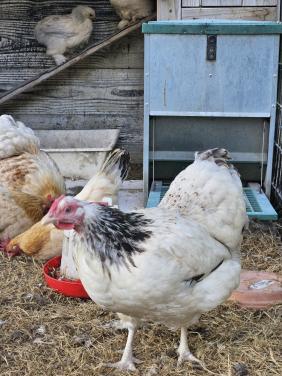 Wyandotte hen 2 jaar