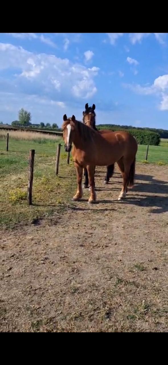 5- jarige lieve merrie te koop