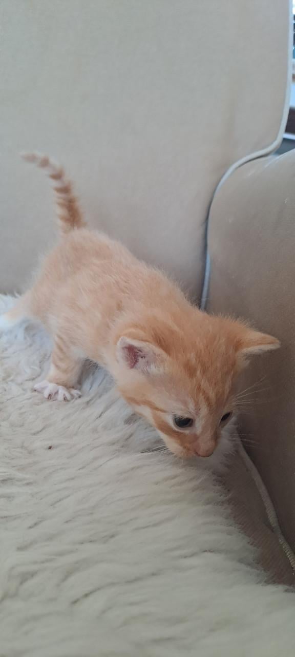 5 schattige kittens